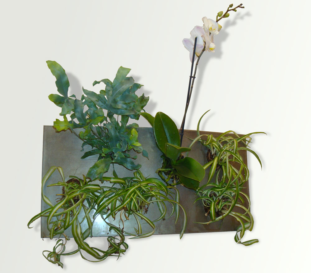 Petit tableau végétal zinc de forme convexe, longueur 70cm, 6 plantes depoluantes
